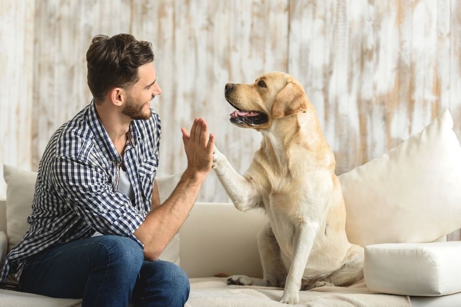 Pet friendly rentals Appalachian Management Service